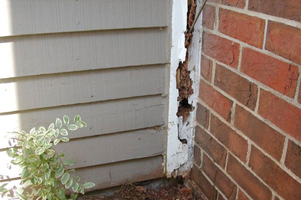 How to check for termites around your home