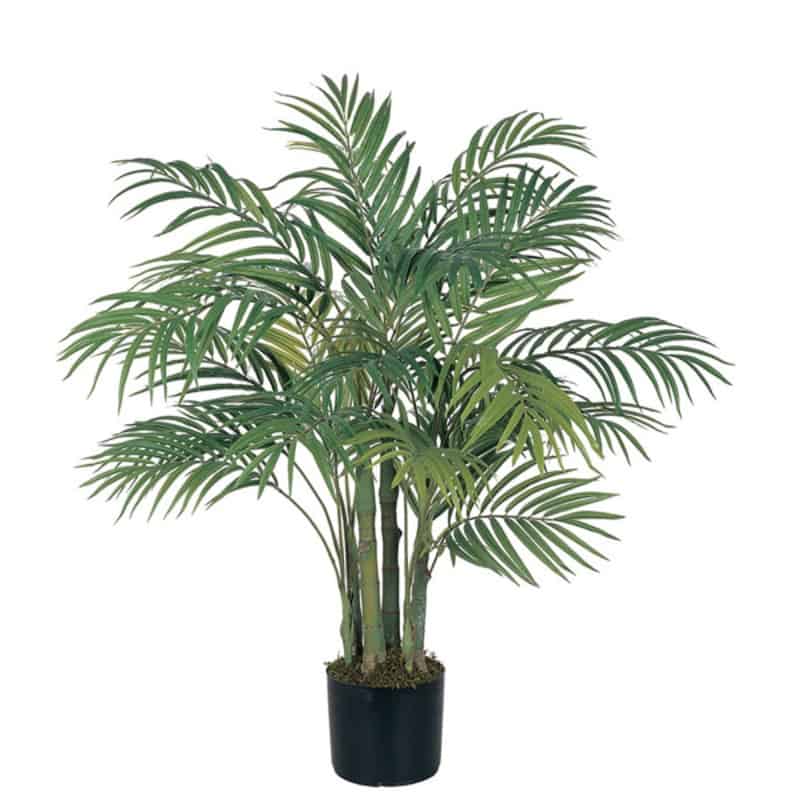 air purifying house plant arecia palm