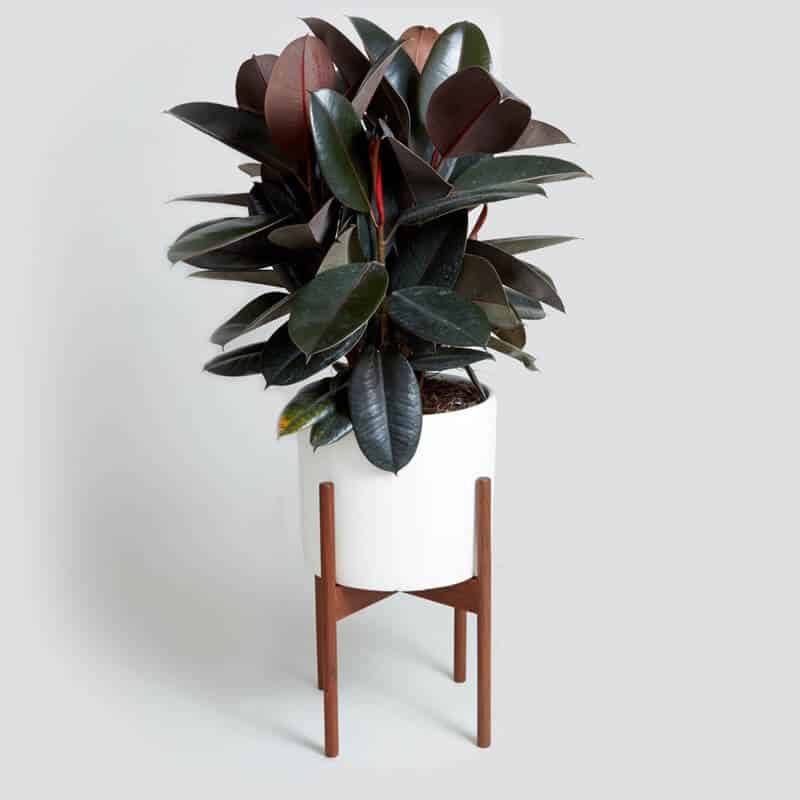 Rubber Plant tree to help reduce indoor air pollutants