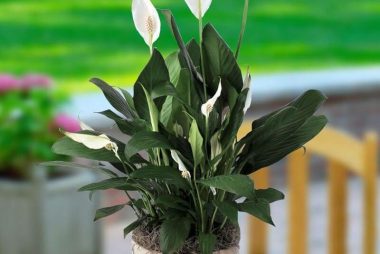 indoor airborne purifying plant peace lily