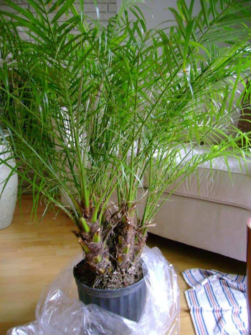 Pygmy Palm house plant purifyer
