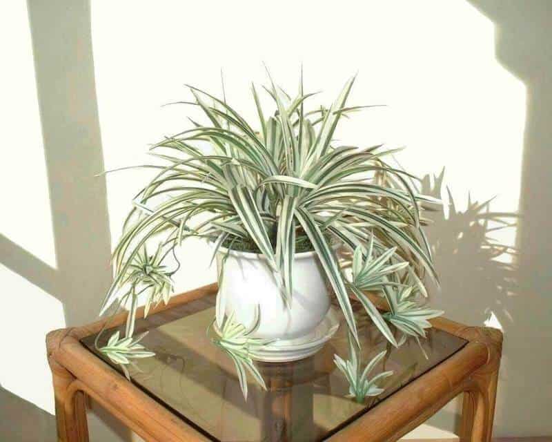 Spider plants that purify indoor air naturally