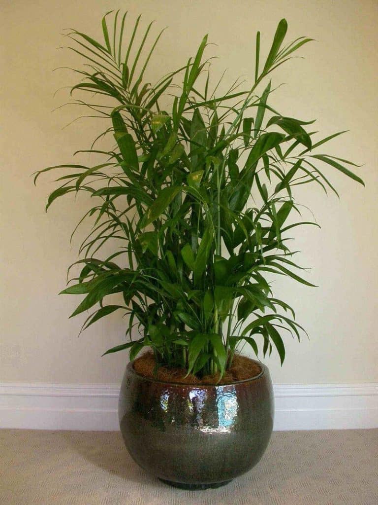 bamboo palm plant that purifies indoor air