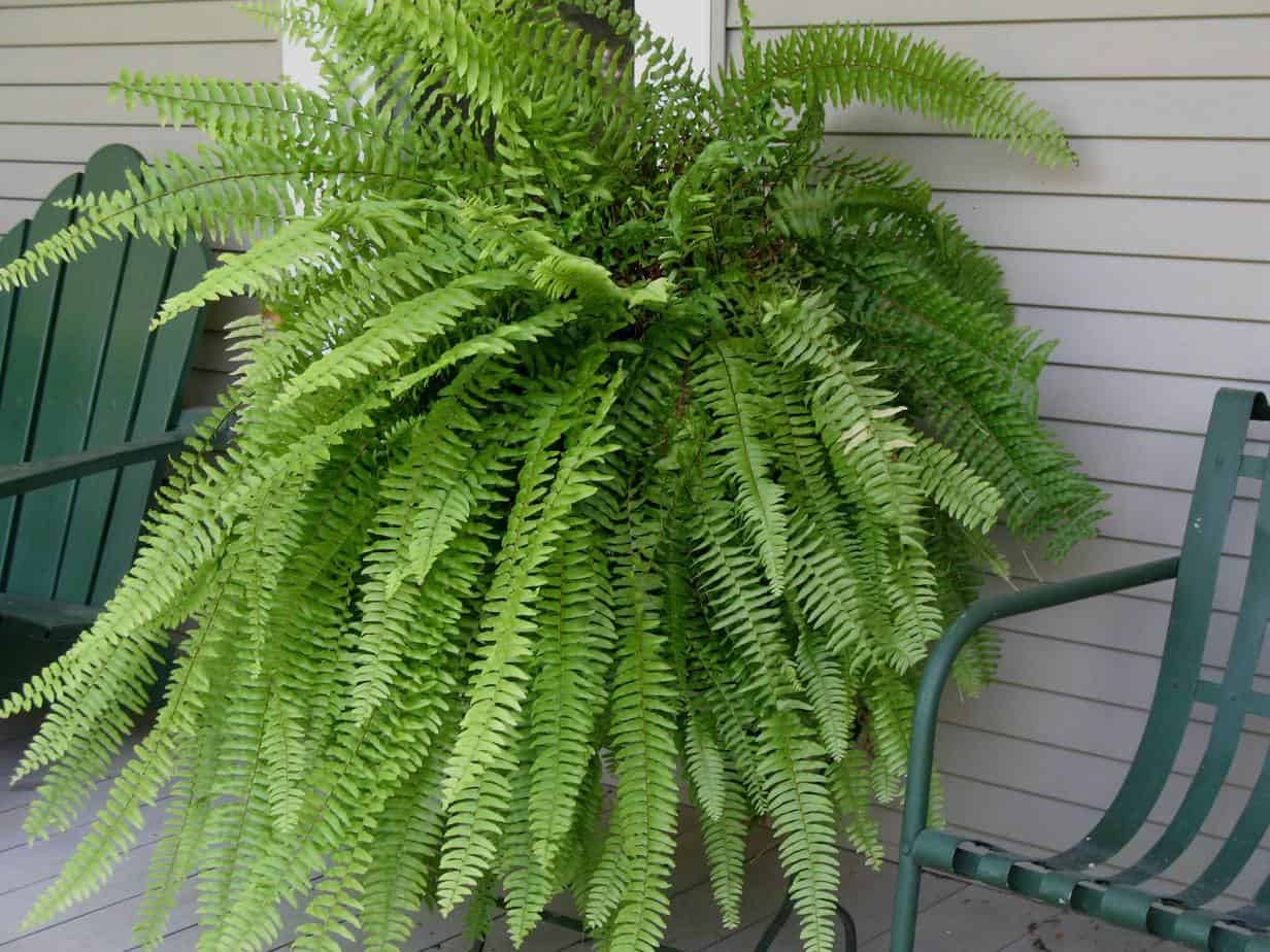 boston fern house plant