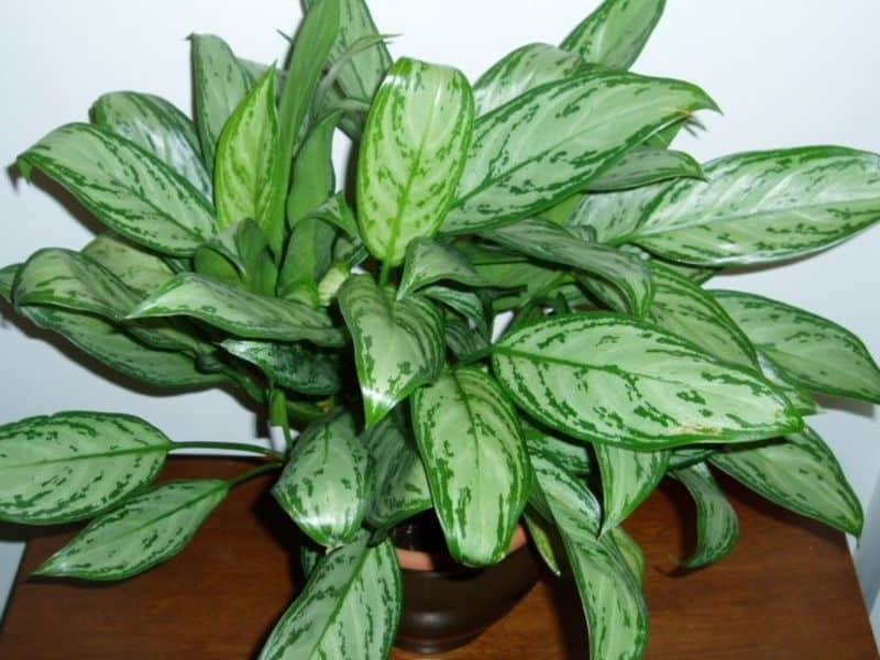 beautiful evergreen chinese plant air purify