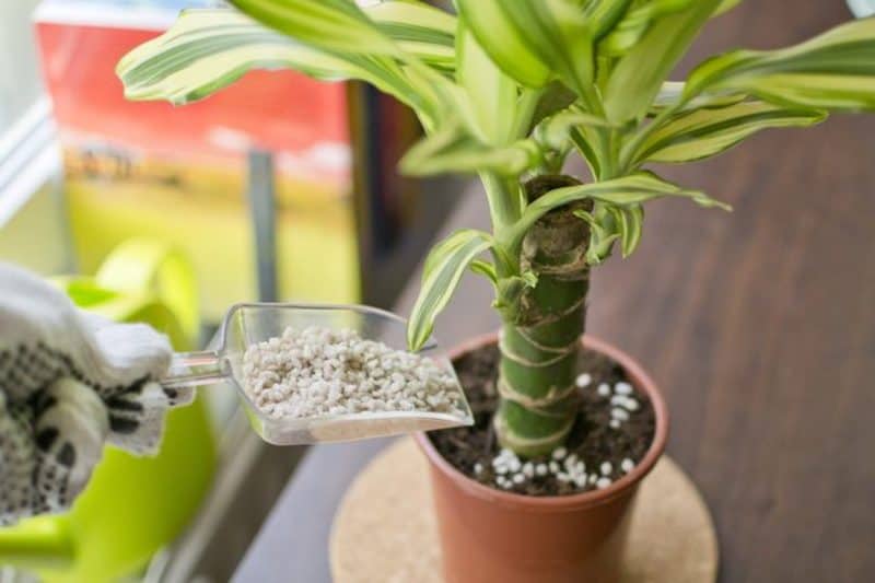 cornstalk dracaena house plant air purify