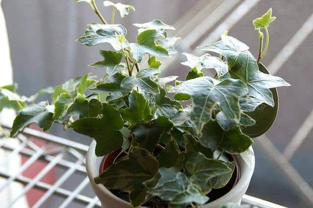 English ivy plant is known to help reduce indoor pollution naturally 