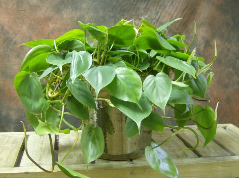 heartleaf house plant air-purify