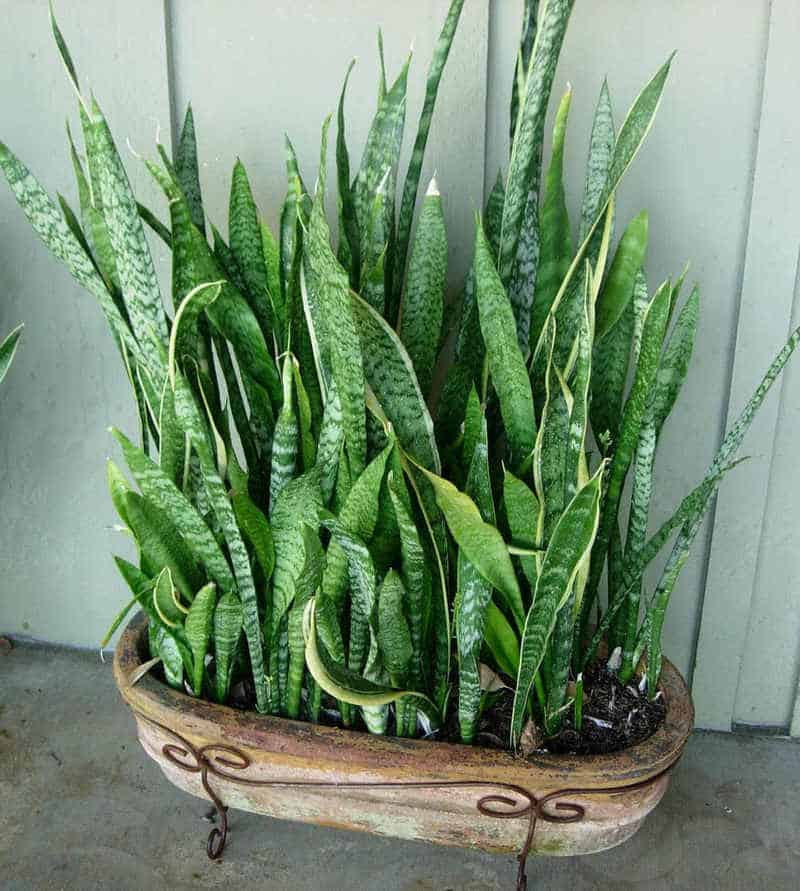 Spider plant is well known for filtering indoor air in a healthy way