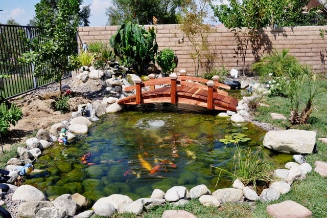 a wonderful tropical bridge overlapping fish pond