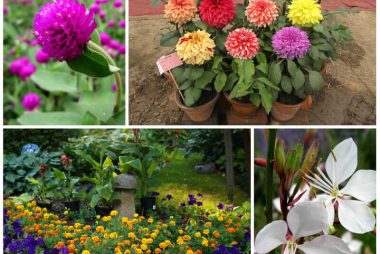 17 stunning plants that will bloom all summer long