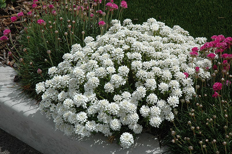 Evergreen Candytuft small bush plant that blooms all summer long