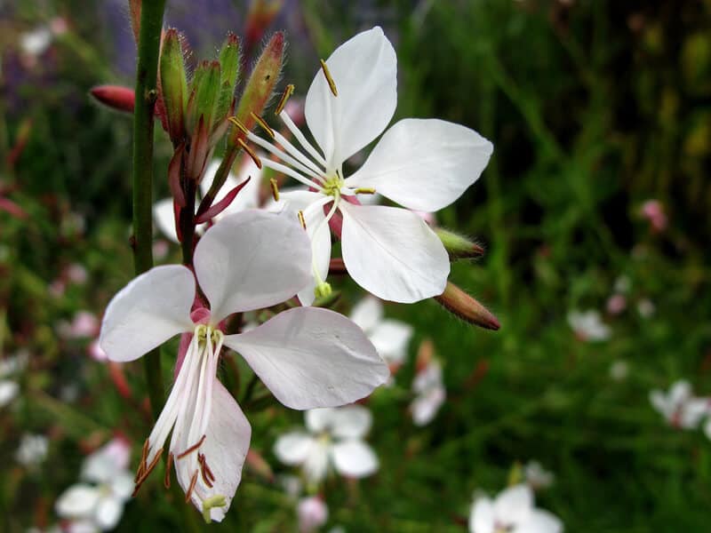 Gaura Whirling Plant