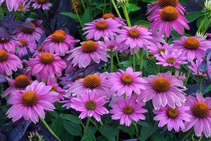 Purple coneflower blooms all summer long and looks great with perennials