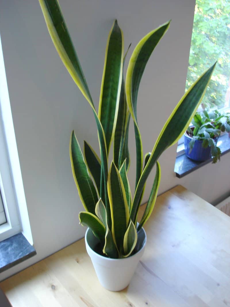 sleep better with snake plant