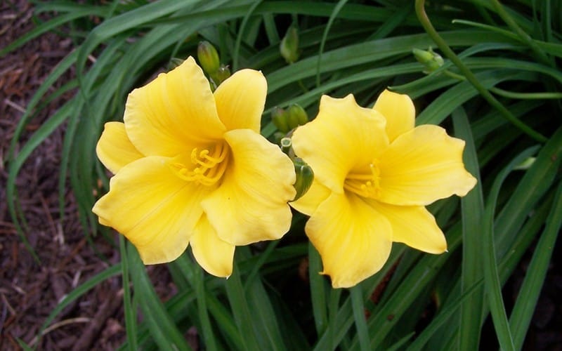 Beautiful daylily that blooms all summer long