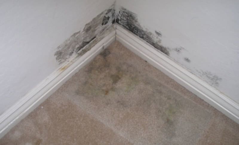 remove carpet mold