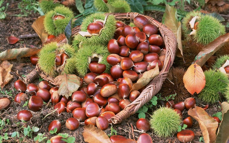 Chestnuts are a natural spider repellant 
