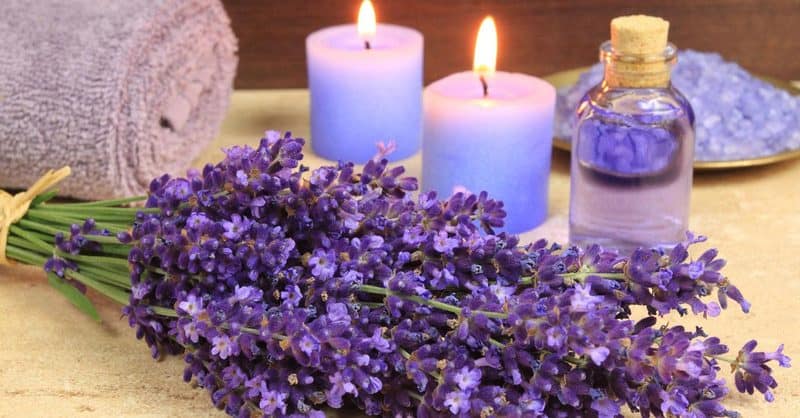 lavender promotes sleep health