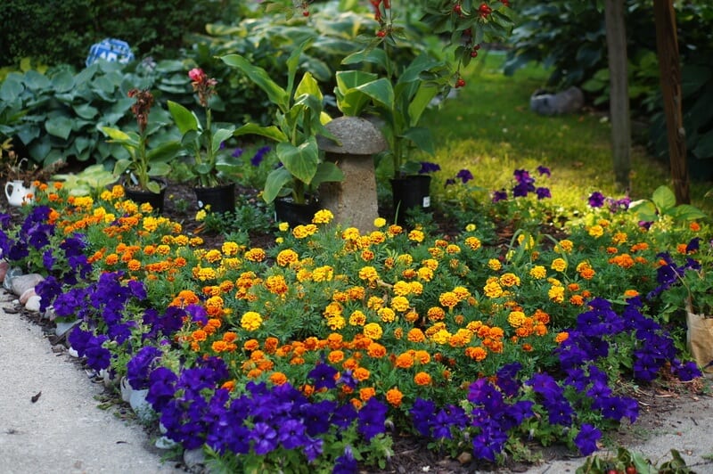 Marigolds look stunning in every flower bed setting and bloom through out summer