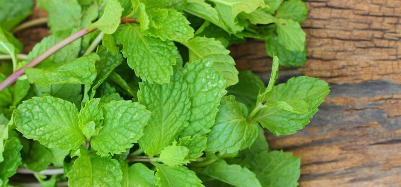 Mint leaves to get rid of indoor spiders