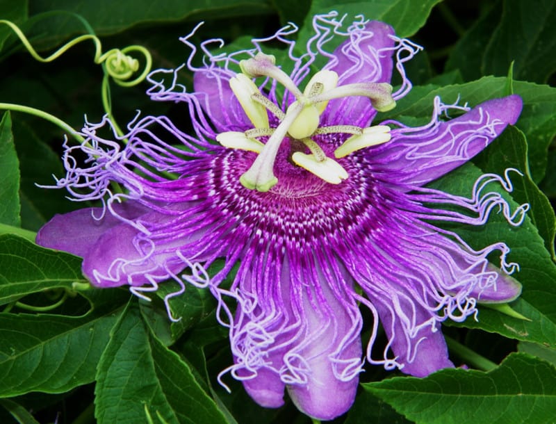 passion plant for calming effect