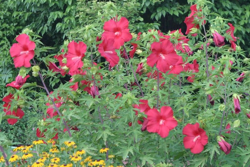 Perennial hibiscus plant that blooms all summer long