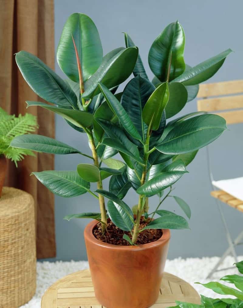 sleep better with rubber plant