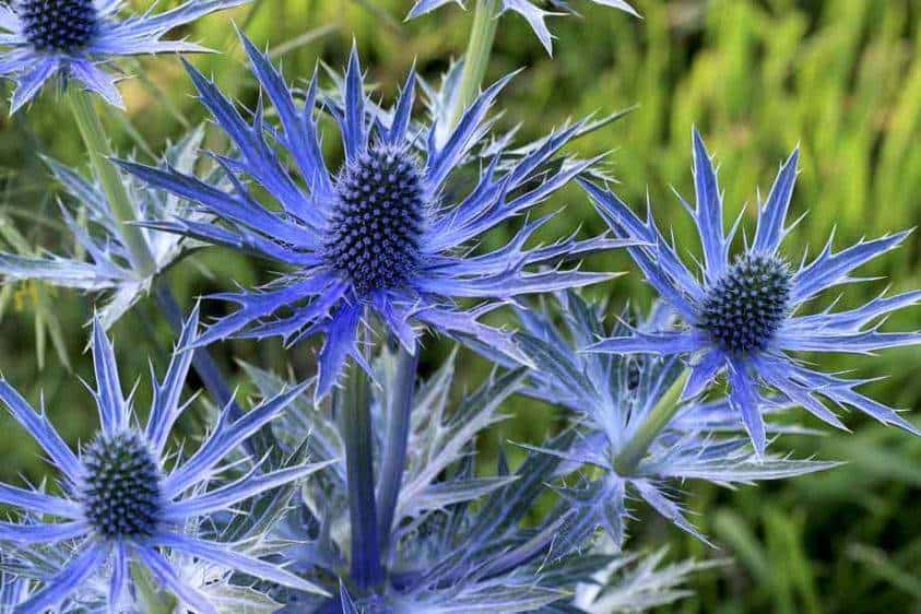 Sea holly - a beautiful summer time plant