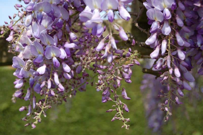 wisteria plant poisonous