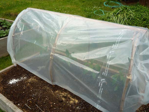 DIY greenhouse instant cloche