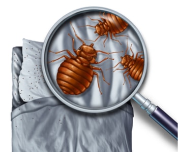 cost to remove Bed bugs