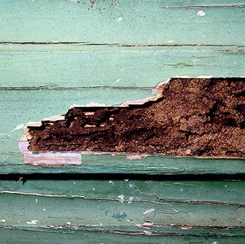 cost of termite treament