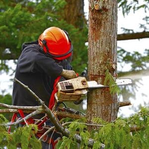 How much does it cost to have a large tree removed?